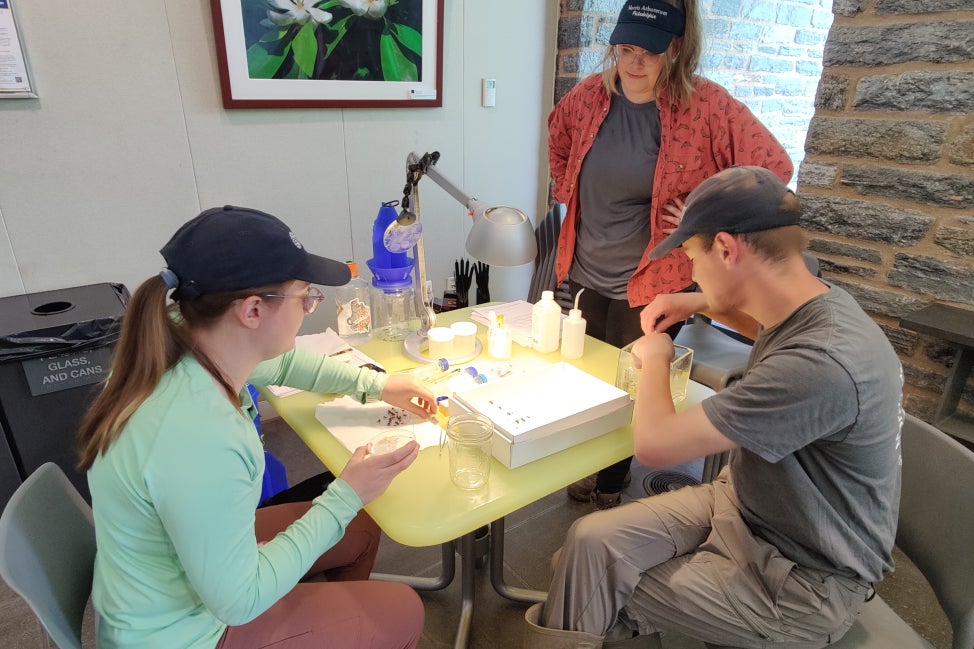 Two people sit a table with a bright light studying bees while a third stands and watches.