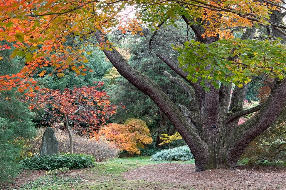 A Japanese-style garden with fall foliage.