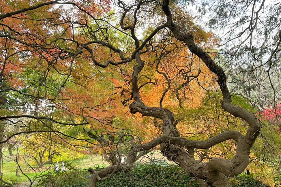 A Japanese-style garden fall foliage.