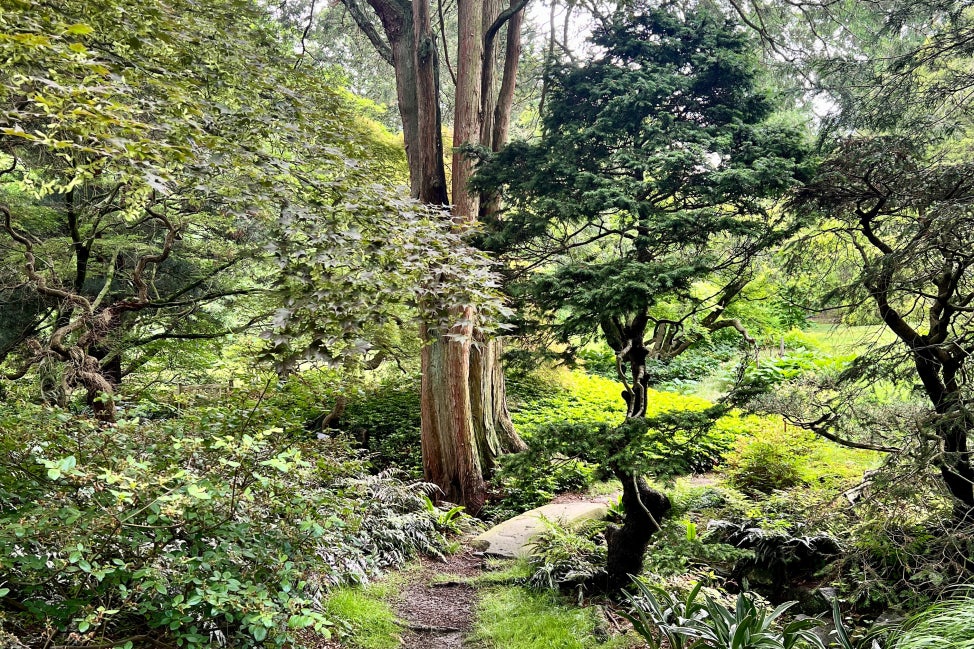 A Japanese-style garden with trees and a small path.