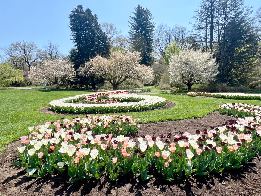 Garden beds filled with pink, white, and dark purple tulips in a swirling pattern.
