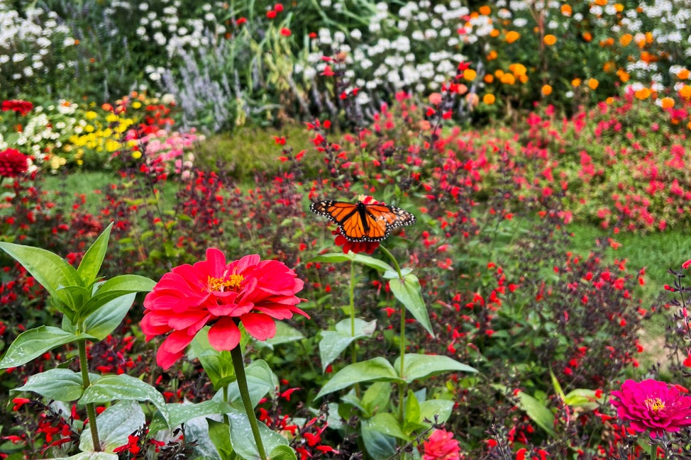A garden is full bloom with lots of different color flowers, and a monarch butterfly atop a red flower. 