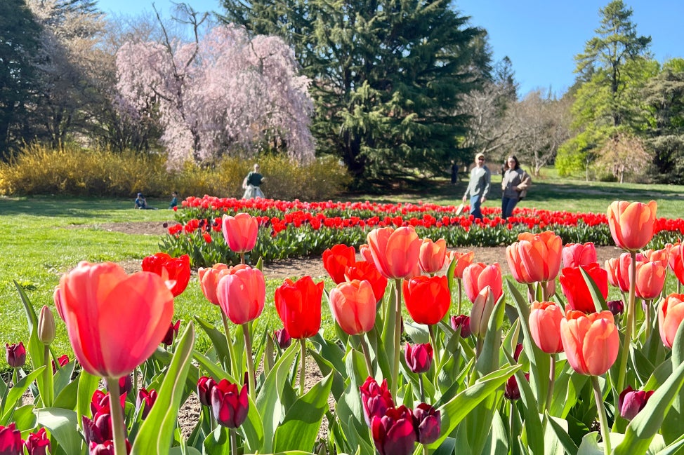 A garden in bloom with red tulips and cherry blossoms with people meandering through.