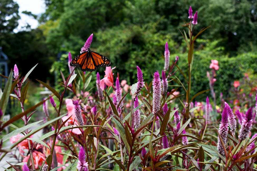 An orange, black, and white monarch butterfly perched on a long purple flower in a blooming garden.  