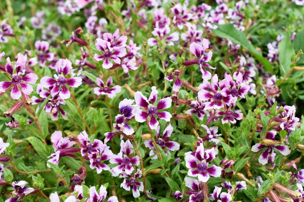 Purple and white flowers growing in abundance in a garden. 