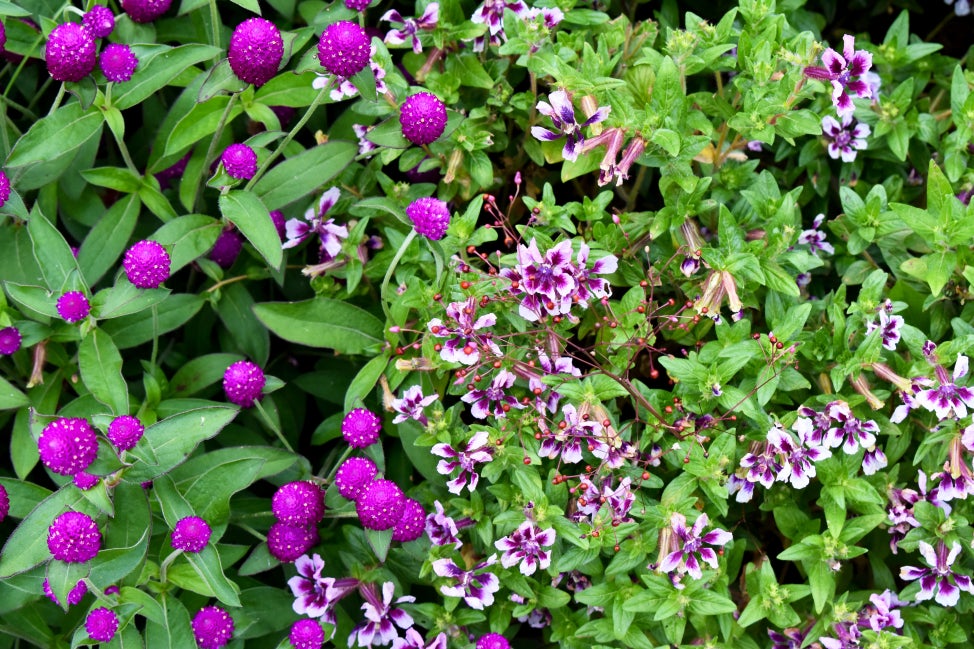 A close up of purple flowers blooming about green foliage. 