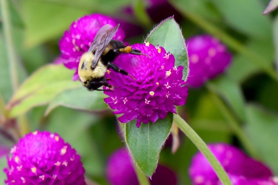 A round bright purple flower with a bee on top of it. 