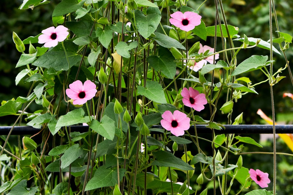 A flowering vine of pink flowers with dark red centers growing up a fence.  