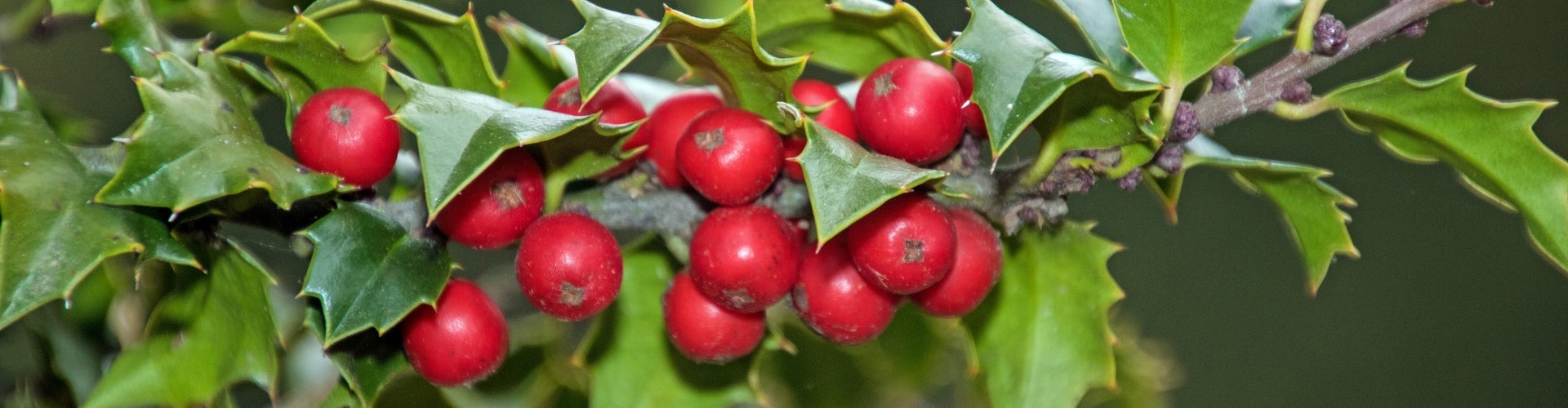 close up of red berries and leaves