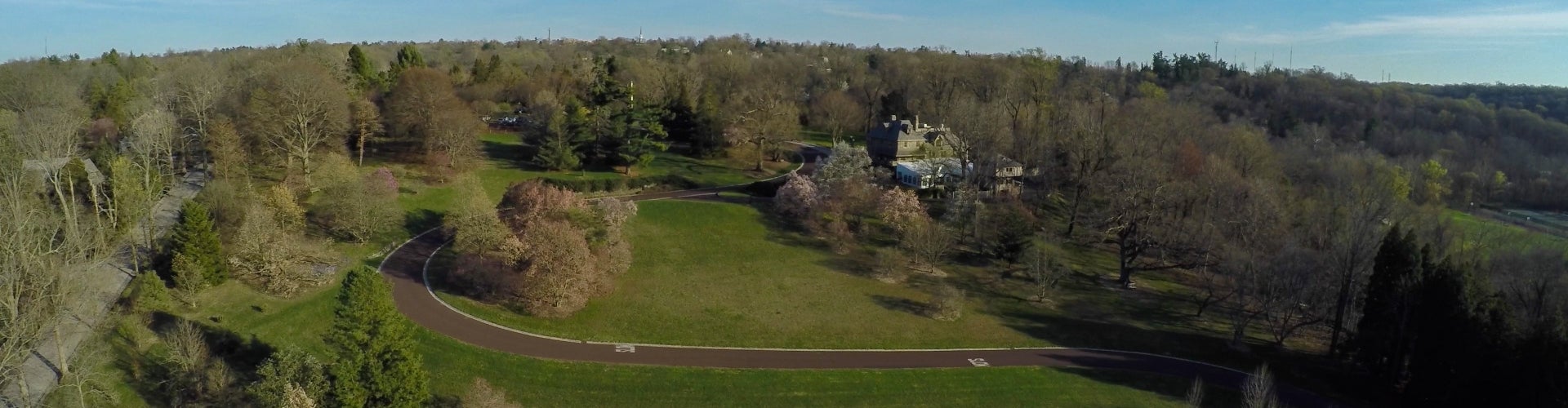 overhead view of trees