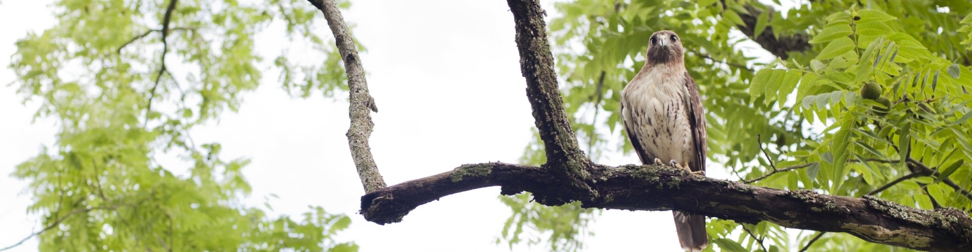 A red-tailed hawk sits on top of a tree branch with green leaves.