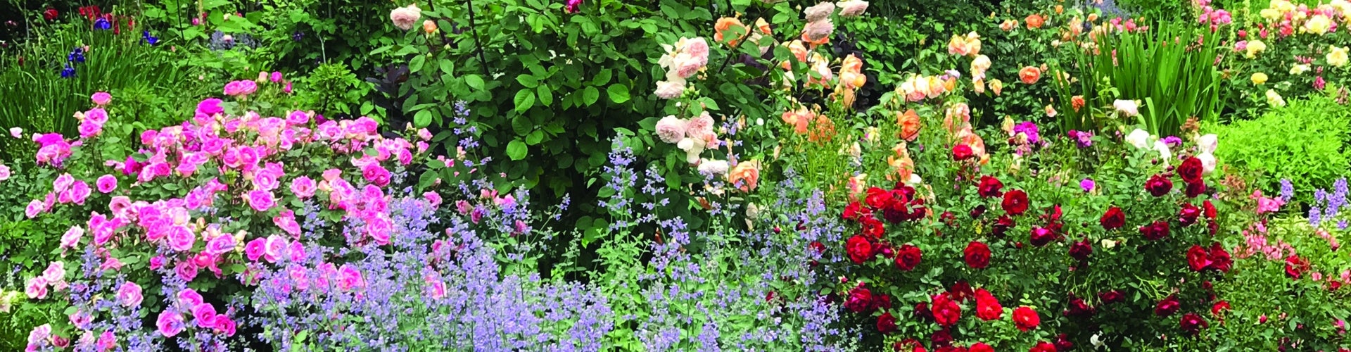 A landscape view of different color rose bushes. 
