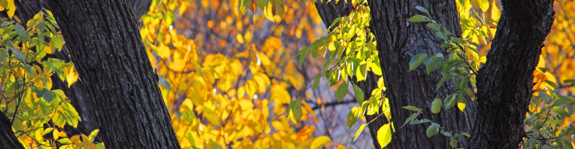 'Quad' Elm with yellow leaves behind