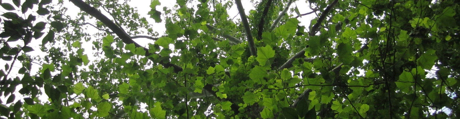 Cathedral Sycamore tree leaves