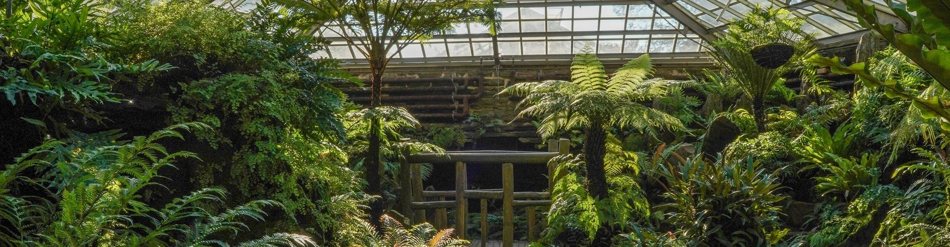 the interior of the fernery at Morris Arboretum