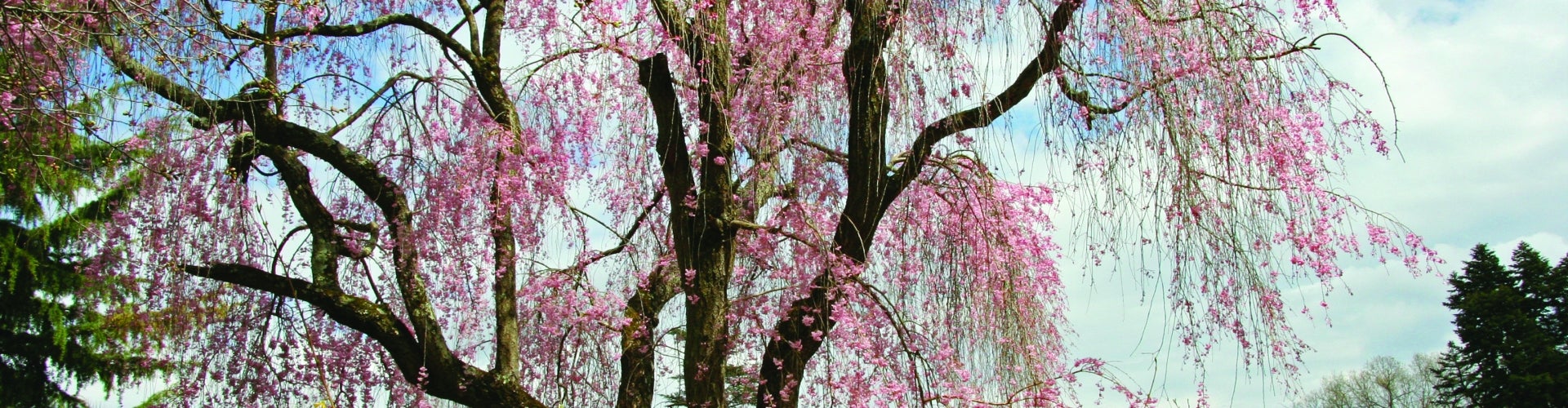 A cherry tree in bloom with pink blossoms. 