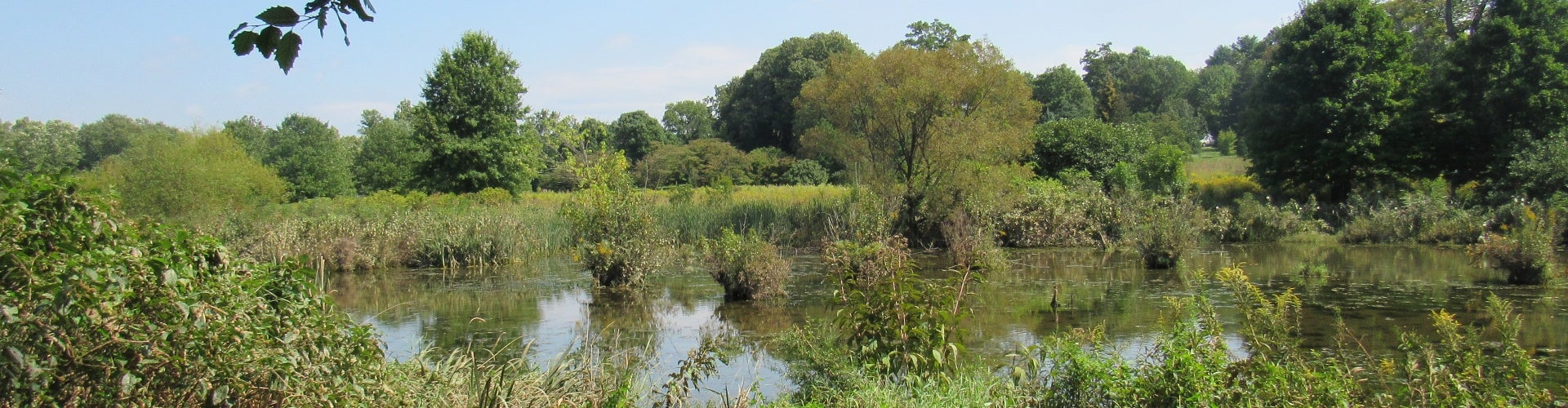 view of a pond at Morris Arboretum