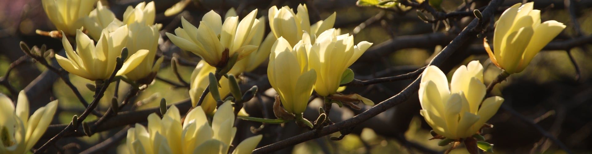 Yellow flowers growing on the branches of a magnolia tree.