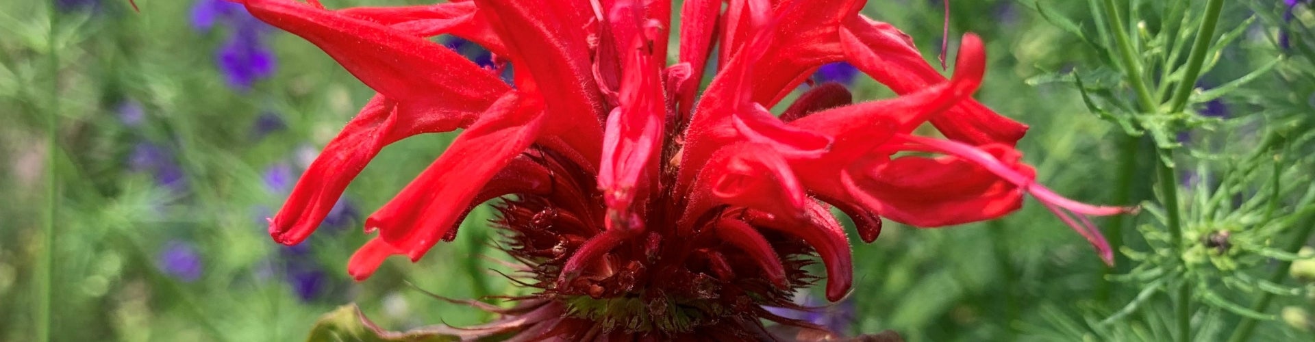 red Monarda didyma (scarlet beebalm)