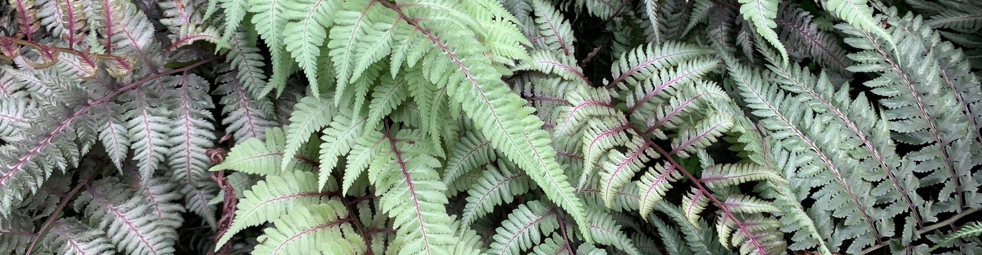 Athyrium niponicum var. pictum (Japanese painted fern)