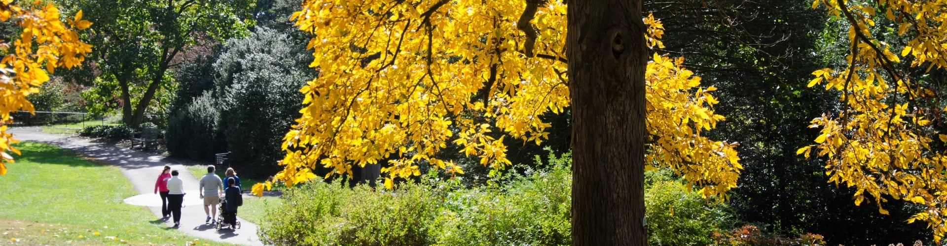 Carya ovata (shagbark hickory)