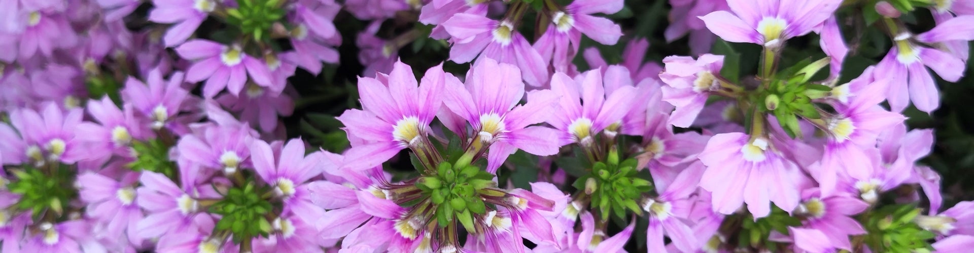 purple fan flowers