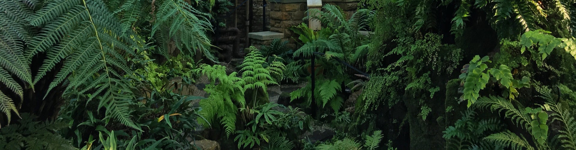 ferns