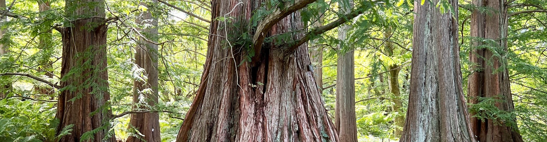 Metasequoia glyptostroboides