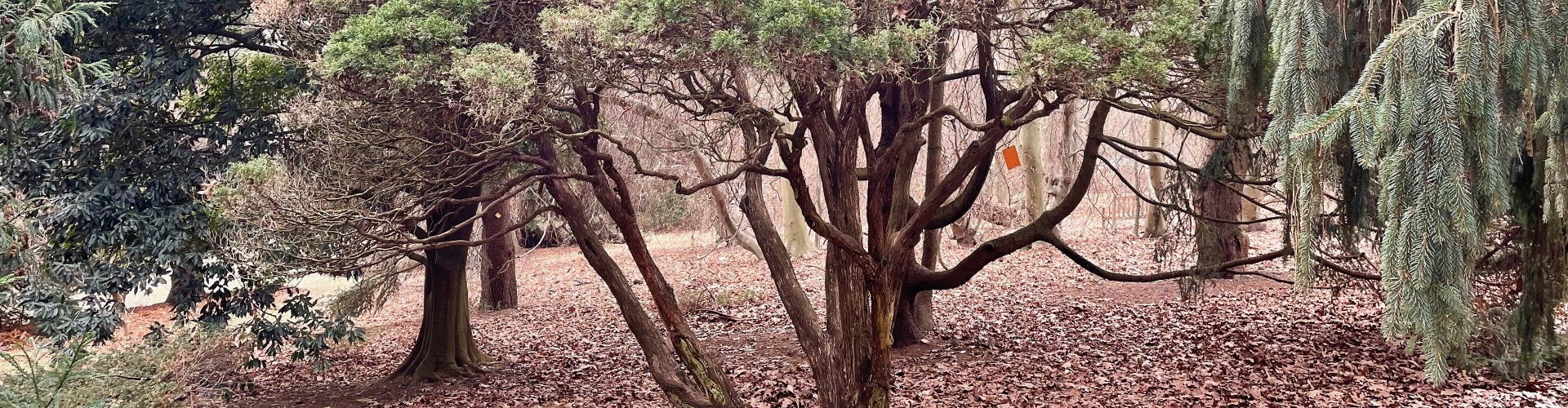 Juniperus virginiana (eastern redcedar)