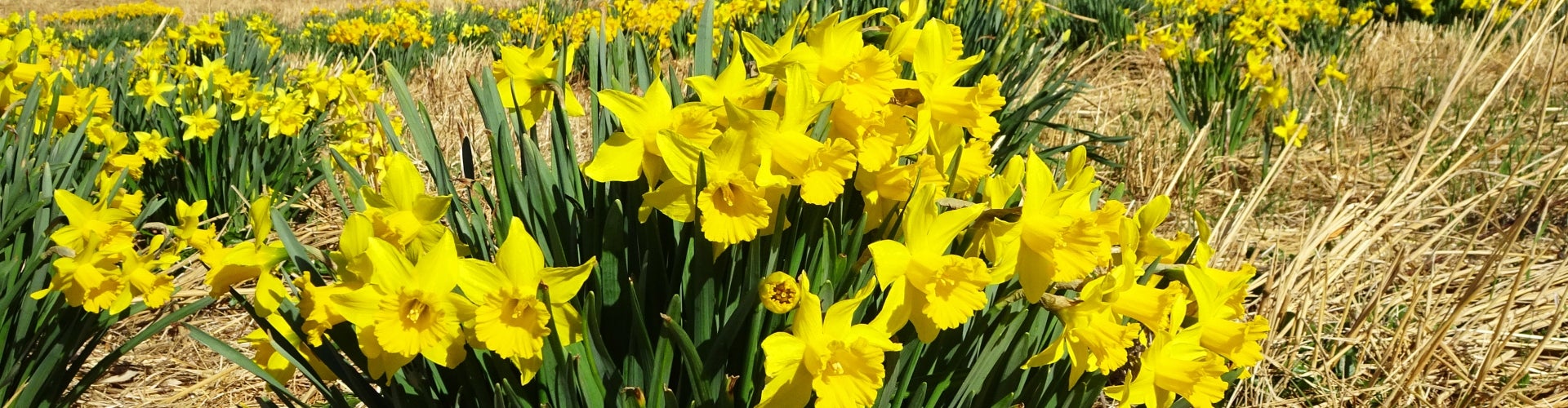 Narcissus spp. (daffodils)