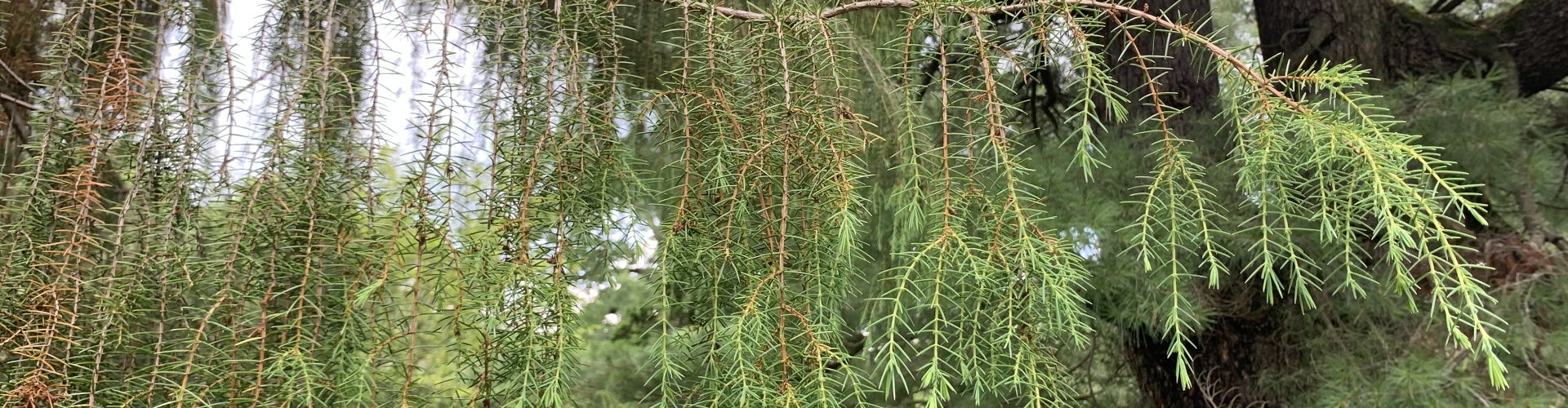 the branches of a Juniperus rigida (temple juniper)