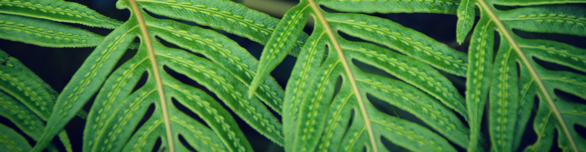 The leaves of bright green ferns with a light green dotted-line pattern along the fronds.
