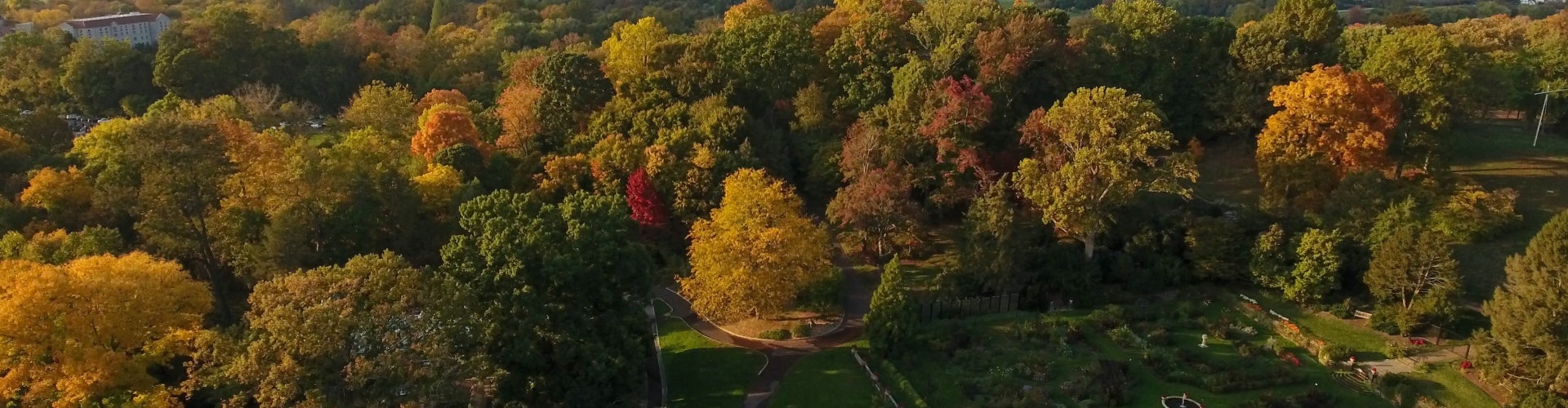 fall foliage