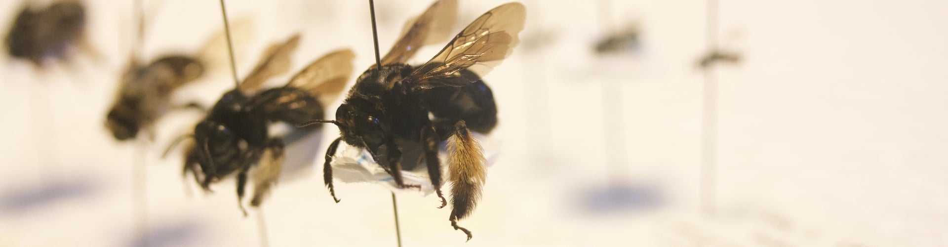 bees on pins for a display