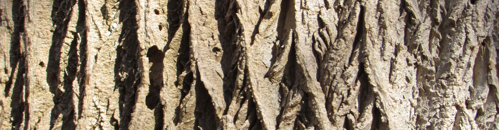 close up of tree bark