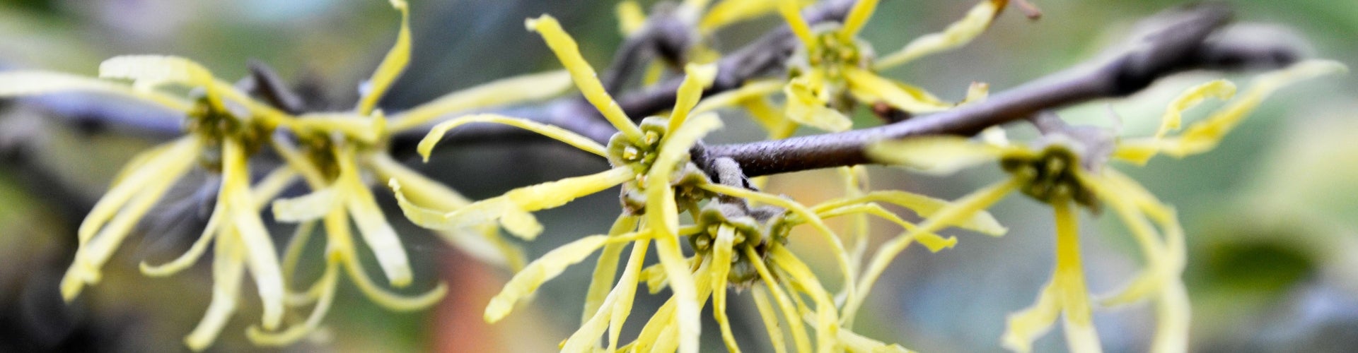 American witchhazel (Hamamelis virginiana)