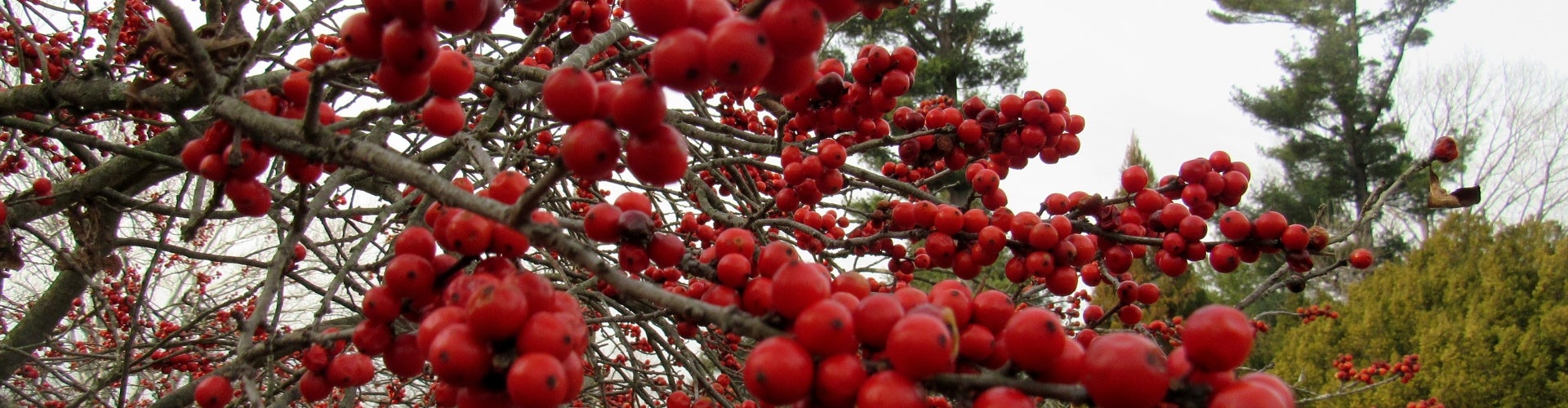 Common winterberry (Ilex verticillata)