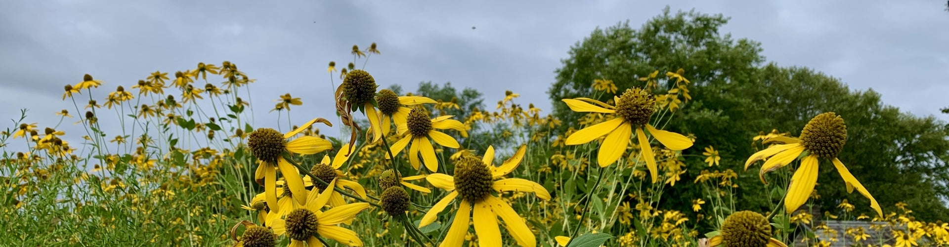 Cutleaf coneflower (Rudbeckia laciniata)