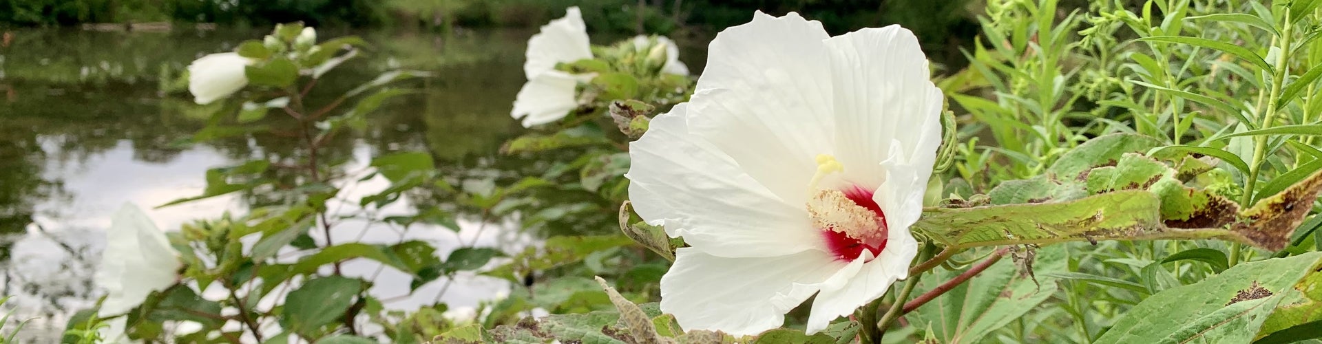 Swamp rose mallow (Hibiscus moscheutos)