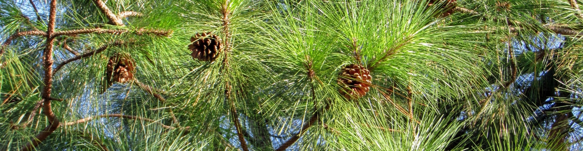 a close up of white pine needles on a branch