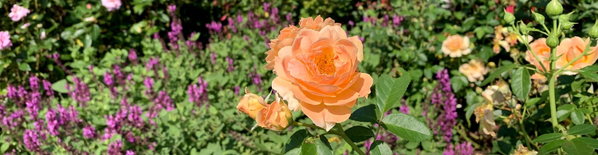 A scene from a flourishing flower garden with a bright orange rose centered. 