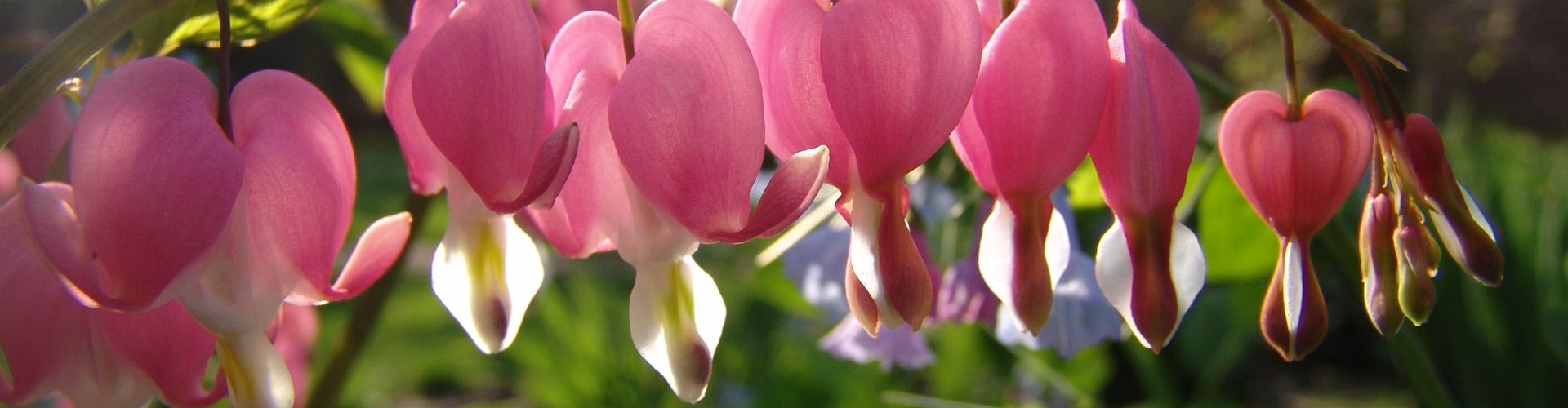 Pink and white bleeding heart flowers dangling from a vine. 