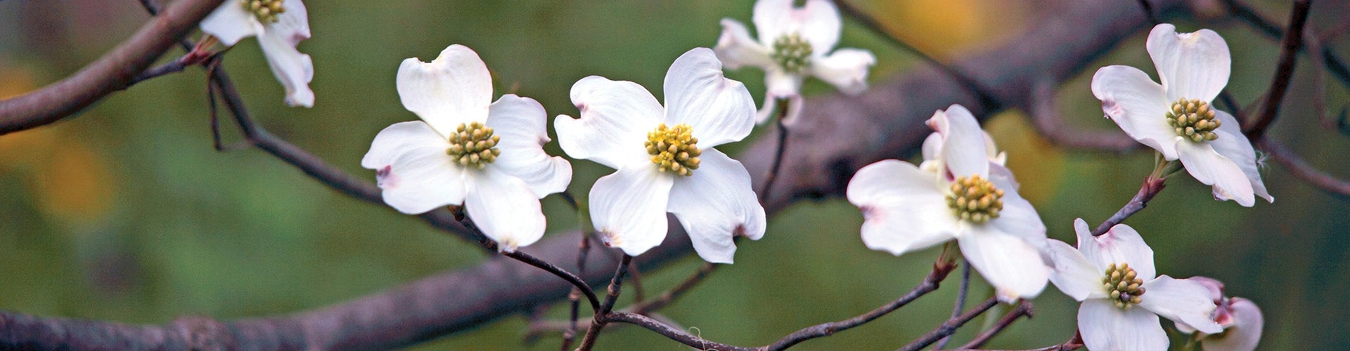 White and yellow four-petal flowers growing on a dogwood tree.