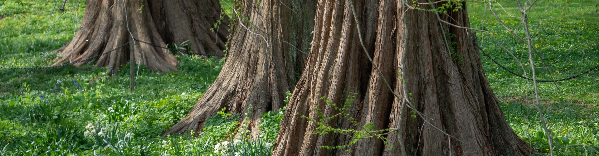 The large trunks of dawn-redwood trees and green grass.