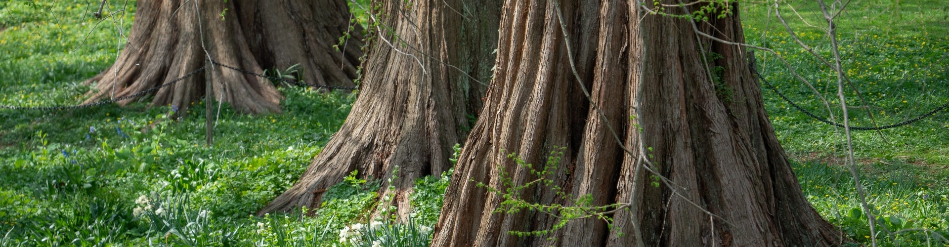 The large trunks of dawn-redwood trees and green grass. 