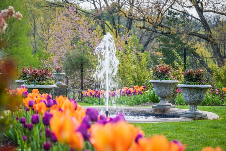A decorative water fountain surrounded by orange and purple tulips. 