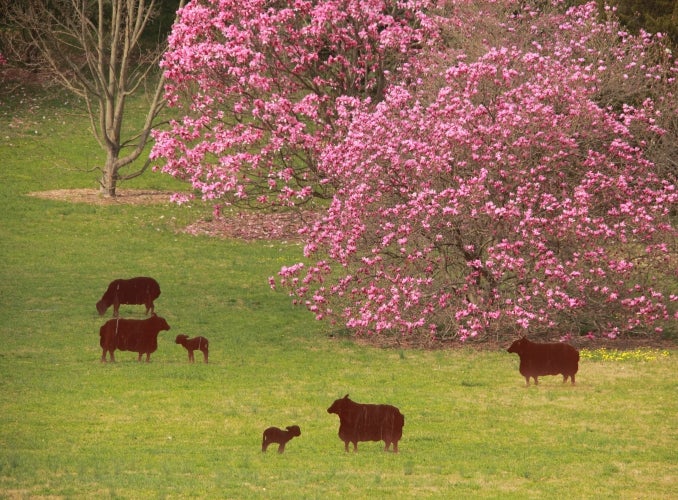 Metal sheep with magnolia trees with pink blooms in the background.
