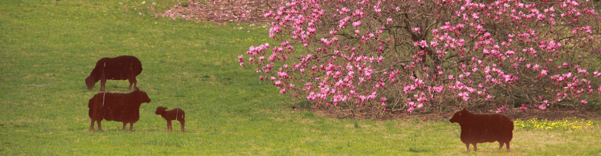 Metal sheep sculpture on a green lawn surrounded by magnolia trees in bloom with pink flowers.