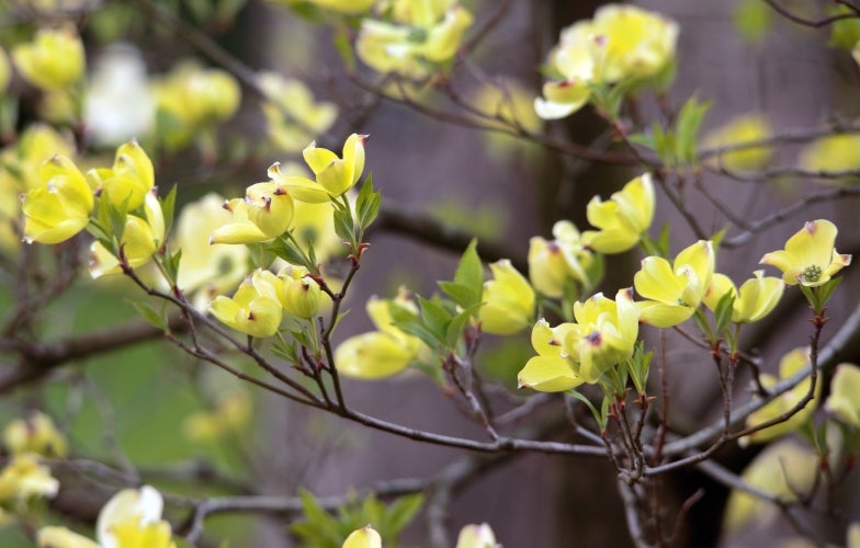 Yellow flowers on a thin dogwood branch.