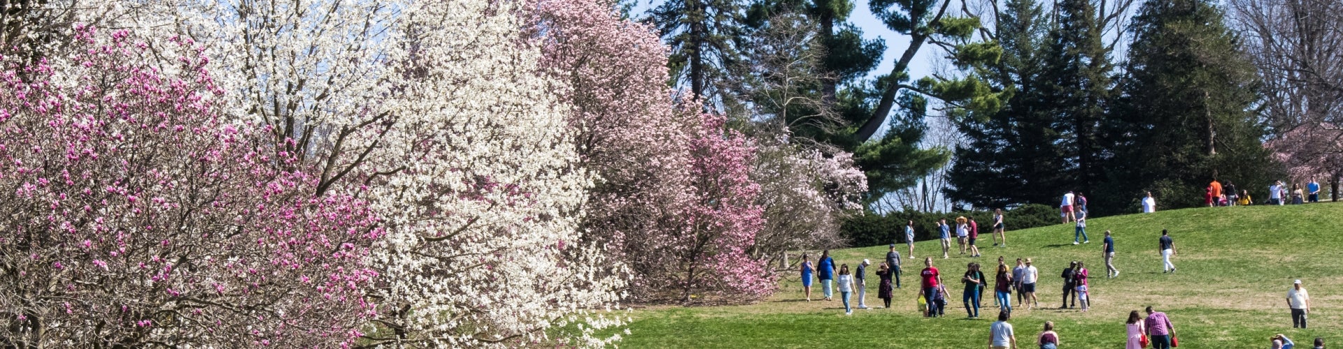 A large group of people walk around on a green hill surrounded by pink and white flowering trees.